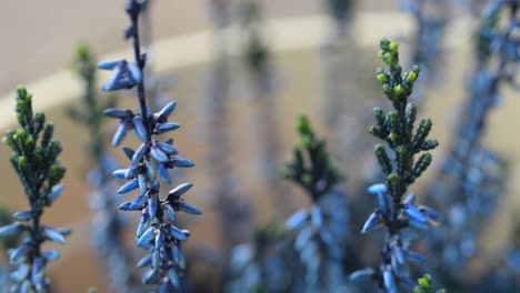 Delicate-blue-flower-in-plant-pot