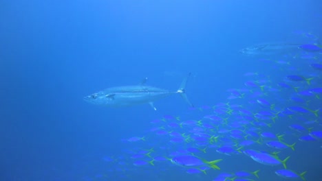 Einige-Große-Hundezahnthunfische-Jagen-Im-Blauen-Wasser