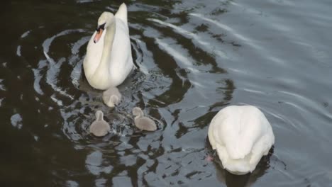 Family-of-swans-with-cygnets-on-the-river