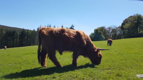 Isolierte-Bullen,-Kühe-Und-Kleine-Kalbsrassen-Die-Highlander-Cow-Schottland