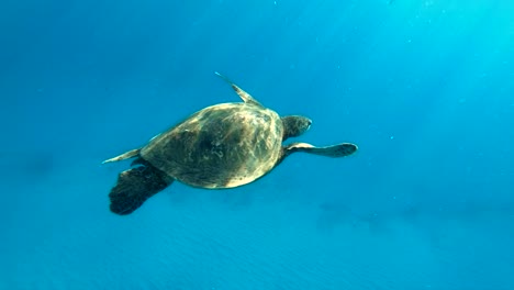 4K-Zeitlupenclip-Einer-Hawaiianischen-Meeresschildkröte,-Die-Friedlich-Vor-Der-Kamera-Vor-Der-Küste-Von-Makua-Beach-Auf-Oahu-Wegschwimmt