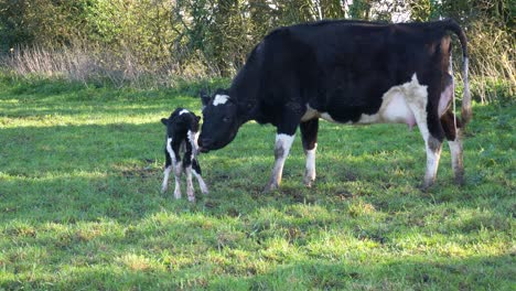 New-born-baby-calf-getting-cleaned-by-its-mother