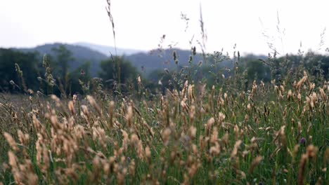Enge-Aufnahme-Von-Gras,-Das-In-Den-Appalachen-Im-Wind-Weht