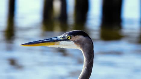Close-up-view-of-a-Blue-Heron-in-a-marsh
