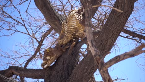 Slomo-of-a-Rotten-Calf-Carcass-in-a-Dead-Tree,-Put-there-by-a-Leopard
