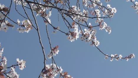 Cherry-blossom-blows-against-blue-sky