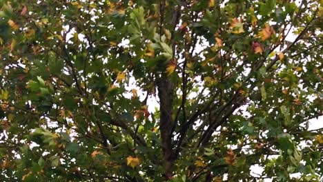 Close-up-of-green-and-orange-leaves-on-a-tree-shaking-in-the-breeze