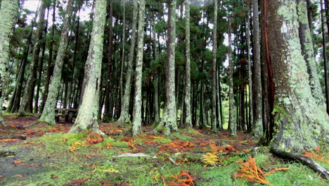 Trees-of-a-volcanic-forest,-inside-the-caldera-of-a-volcano,-by-the-Lagoa-das-Furnas-lake-on-the-island-of-Sao-Miguel-of-the-Portuguese-Azores