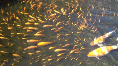 Koi-swimming-among-other-fish-in-a-pond