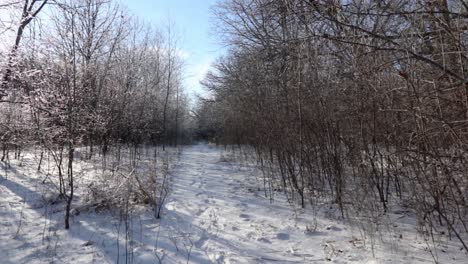 A-forward-moving-motion-on-a-path-between-ice-and-snow-covered-trees-on-the-left-and-dry-trees-on-the-right