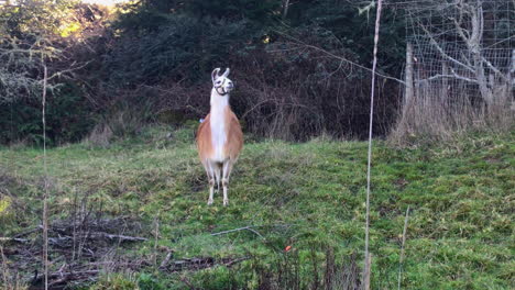 Llama-on-a-pasture-looking-at-camera-from-a-distance