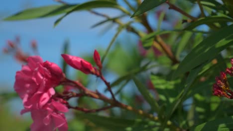 Rosafarbene-Blume,-Aufgenommen-In-Isabela-De-Sagua