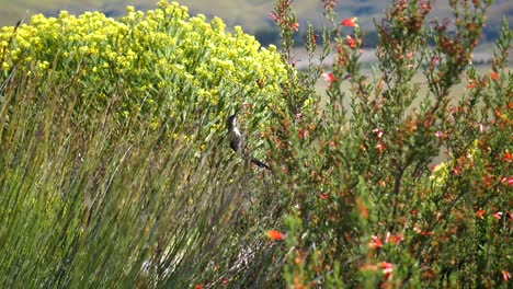 Kapzuckervogel-In-Fynbos-Vegetation,-Der-Nektar-Aus-Einheimischen-Blumen-Trinkt