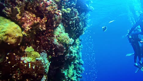 Taucher-In-Einer-Gruppe-Versammeln-Sich-An-Einem-Unterwasserkorallenfelsen