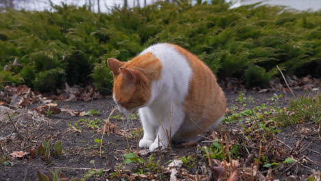 A-cat-outside-in-the-garden-sniffing-things
