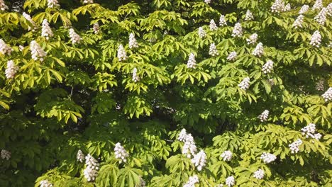 Chestnut-Flowers-Blossoming-On-a-Tree-in-a-Park