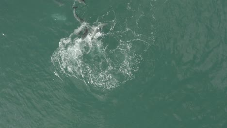 Delfines-Luchando-Por-Los-Derechos-De-Apareamiento-De-La-Hembra-En-Vleesbaai-Western-Cape-Sudáfrica