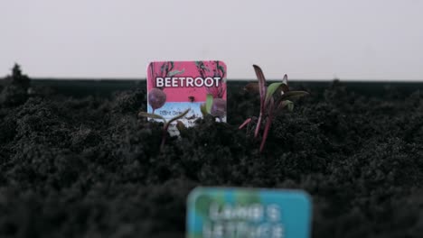 Beetroot-sprouts-planted-in-fine-soil-in-home-garden-