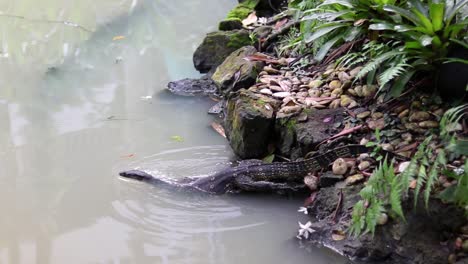 Big-lizard-having-a-swim