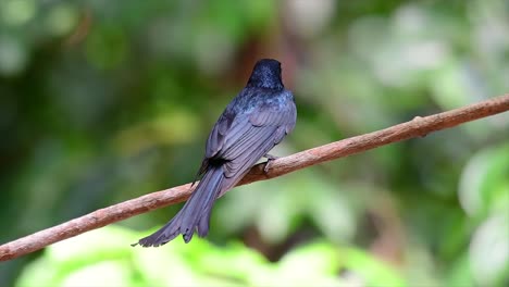 Un-Pájaro-Negro-Con-Plumas-Iridiscentes-Que-Refleja-Hermosos-Colores-De-Una-Fuente-De-Luz-Y-Se-Encuentra-En-El-Sudeste-Asiático