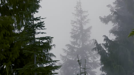 A-cool,-misty-morning-in-a-Pacific-Northwest-pine-forest