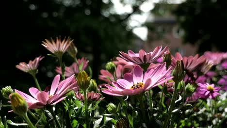 Rosa-Blumen-Im-Garten-An-Einem-Schönen-Frühlingstag