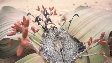 Primer-Plano-En-Cámara-Lenta-De-Una-Vieja-Welwitschia-En-El-Desierto-De-Namibia