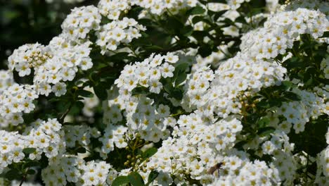 Blooming-white-shrubs