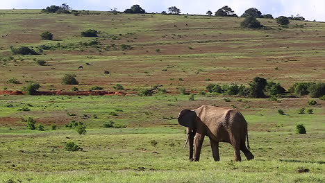 Zeitlupenaufnahmen-Eines-Einsamen-Elefantenbullen,-Der-Gras-Frisst-Und-Langsam-Im-Greater-Kruger-Nationalpark-In-Südafrika-Läuft
