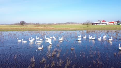 Flock-of-swans-in-water-on-flooded-field