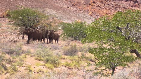 Toma-Panorámica-De-Una-Familia-De-Elefantes-Salvajes-Del-Desierto-Parada-A-La-Sombra-De-Un-árbol-En-Namibia,-áfrica