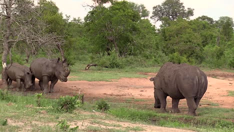 Female-White-Rhino-and-her-calf-standing-close-to-a-big-male-white-rhino-in-th-African-bush