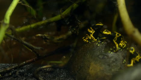 Poisonous-yellow-frog-in-rainforest