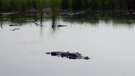 Shot-of-a-big-crocodile-swimming-in-the-mangrove-in-La-Ventanilla,-Oaxaca