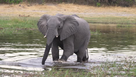 Adolescent-Elephant-Walking-and-Drinking-Water-from-a-River-in-Botswana