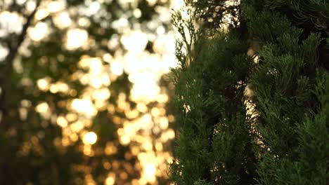 Pan-shot-of-Cupressus-Macrocarpa-tree-at-sunset,-shallow-DOF