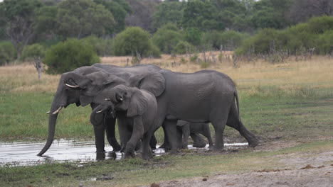 A-Parade-of-Elephants-Entering-the-Edge-of-a-Body-of-Water