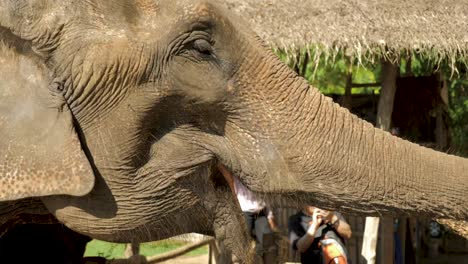 girl-bath-baby-elephants-in-chiangmai,-Thailand