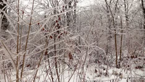 Medium-shot-of-frozen-bushes-and-tiny-branches-covered-in-ice-as-found-in-nature-due-to-frozen-rain