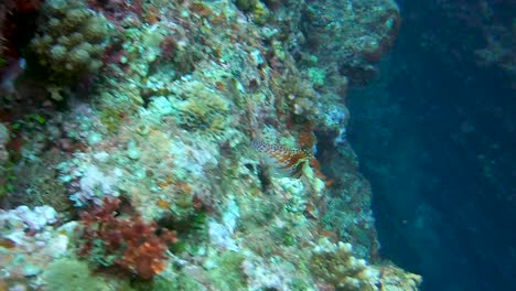 Nahaufnahme-Eines-Zwergfalkenfisches,-Der-über-Korallen-Schwimmt