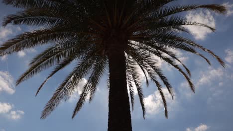 Single-palm-tree-tilt-up-shot-backlit-by-the-sun-with-bright-blue-sky-in-summer
