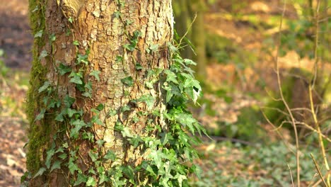 Poison-ivy-growing-around-a-large-tree
