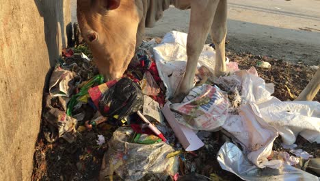 Cow-searching-food-in-the-garbage-on-side-of-the-street-in-India