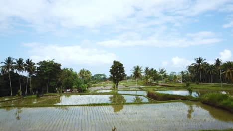 Schöne-Drohnenaufnahme,-Die-über-Einige-überflutete-Reisterrassen-In-Bali,-Indonesien,-Fliegt