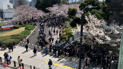 Japaneses-people-queuing-up-in-front-of-the-Imperial-Palace-entrance-at-Chidorigafuchi-Park-with-cherry-blossoms