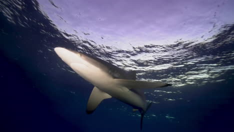 A-blacktip-shark-moves-forward-close-to-surface-of-the-water