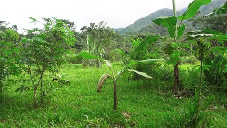 Revealing-a-lush-organic-orchard-from-central-america