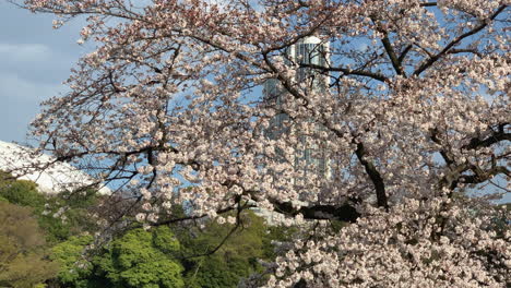 A-big-cherry-tree-with-its-pink-flowers-at-Koishikawa-Botanical-Garden