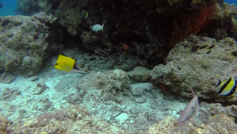 Verschiedene-Arten-Tropischer-Fische-Schwimmen-Zusammen-In-Der-Nähe-Von-Korallenriff-Felsformationen-Unter-Wasser