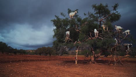 Un-Grupo-De-Cabras-Está-Sentado-En-Un-árbol-De-Argán-Comiendo-De-Las-Ramas-En-Marruecos